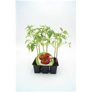 Pack Tomate Raf 6 Ud. Solanum lycopersicum - 02031054 (1)