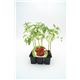 Pack Tomate Raf 6 Ud. Solanum lycopersicum - 02031054 (1)