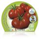 Pack Tomate Raf 6 Ud. Solanum lycopersicum - 02031054 (2)