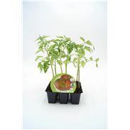 Pack Tomate Rosa 6 Ud. Solanum lycopersicum - 02031055 (1)