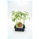 Pack Tomate Rosa 6 Ud. Solanum lycopersicum
