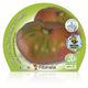Pack Tomate Rosa 6 Ud. Solanum lycopersicum - 02031055 (2)