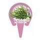 Romero Rastrero M-10,5 Rosmarinus officinalis ´Prostratus´ - 02030040 (3)