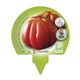 Pack Tomate Corazón De Buey 6 Ud. Solanum lycopersicum - 02031051 (3)