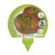 Pack Tomate Rosa 6 Ud. Solanum lycopersicum - 02031055 (3)