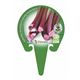 Ruibarbo M-10,5 Rheum rhabarbarum - 02025126 (3)