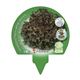 Pack Lechuga Hoja De Roble 12 u Lactuca sativa - 02031031 (3)
