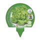 Pack Lechuga Trocadero 12 Ud. Lactuca sativa - 02031033 (3)