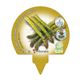 Pack Espárrago 6 Ud. Asparagus officinalis - 02031046 (3)