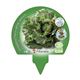 Pack Lechuga Maravilla 12 Ud. Lactuca sativa - 02031002 (3)
