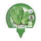 Pack Lechuga Romana 12 Ud. Lactuca sativa - 02031003 (3)