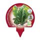 Pack Acelga Amarilla de Lyon 12 Ud. Beta vulgaris - 02031009 (3)