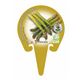 Espárrago M-10,5 Asparagus officinalis - 02025080 (3)