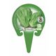 Lechuga Romana M-10,5 Lactuca sativa - 02025046 (3)