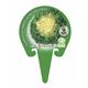 Escarola Cabello de Ángel M-10,5 Cichorium endivia - 02025047 (3)