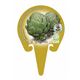 Alcachofa M-10,5 Cynara scolymus - 02025061 (3)