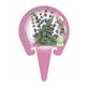 Poleo M-10,5 Mentha pulegium - 02030014 (3)