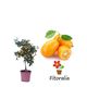 Kumquat 10 l (M-25) - Fortunella margarita