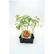 Pack Tomate Ensalada Híbrido 6 Ud. Solanum lycopersicum - 02031050 (1)