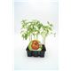 Pack Tomate Ensalada Híbrido 6 Ud. Solanum lycopersicum