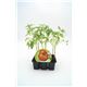 Pack Tomate Ensalada Híbrido 6 Ud. Solanum lycopersicum - 02031050 (1)