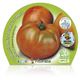 Pack Tomate Ensalada Híbrido 6 Ud. Solanum lycopersicum - 02031050 (2)