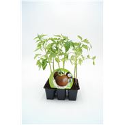 Pack Tomate Negro 6 Ud. Solanum lycopersicum - 02031053 (1)