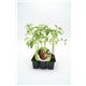 Pack Tomate Negro 6 Ud. Solanum lycopersicum