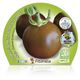 Pack Tomate Negro 6 Ud. Solanum lycopersicum - 02031053 (2)