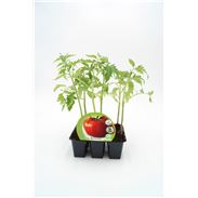 Pack Tomate Tres Cantos 6 Ud. Solanum lycopersicum - 02031058 (1)