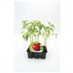 Pack Tomate Tres Cantos 6 Ud. Solanum lycopersicum