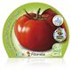 Pack Tomate Tres Cantos 6 Ud. Solanum lycopersicum - 02031058 (2)