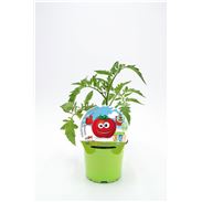 Tomate Muchamiel KIDS M-10,5 Solanum lycopersicum - 02034007 (1)