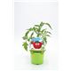 Tomate Muchamiel KIDS M-10,5 Solanum lycopersicum - 02034007 (1)
