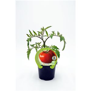 Tomate Tres Cantos M-10,5 Solanum lycopersicum