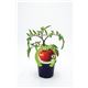 Tomate Tres Cantos M-10,5 Solanum lycopersicum