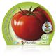 Tomate Tres Cantos M-10,5 Solanum lycopersicum - 02025098 (2)