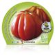 Tomate Corazón de Buey M-10,5 Solanum lycopersicum - 02025013 (2)