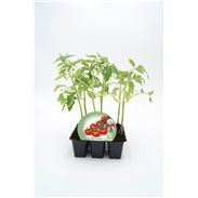 Pack Tomate Cherry Redondo 6 Ud. Solanum lycopersicum - 02031077 (1)