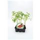 Pack Tomate Cherry Redondo 6 Ud. Solanum lycopersicum - 02031077 (1)