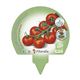 Pack Tomate Cherry Redondo 6 Ud. Solanum lycopersicum - 02031077 (3)
