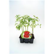 Pack Tomate Montserrat 6 Ud. Solanum lycopersicum - 02031052 (1)