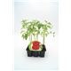 Pack Tomate Montserrat 6 Ud. Solanum lycopersicum