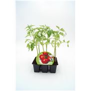 Pack Tomate Racimo 6 Ud. Solanum lycopersicum - 02031057 (1)