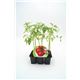 Pack Tomate Racimo 6 Ud. Solanum lycopersicum - 02031057 (1)