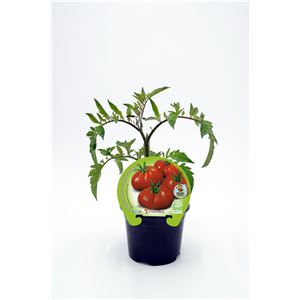 Tomate Raf M-10,5 Solanum lycopersicum