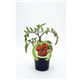 Tomate Raf M-10,5 Solanum lycopersicum - 02025019 (1)