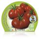 Tomate Raf M-10,5 Solanum lycopersicum - 02025019 (2)