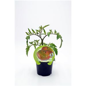 Tomate Rosa M-10,5 Solanum lycopersicum