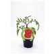 Tomate Montserrat M-10,5 Solanum lycopersicum